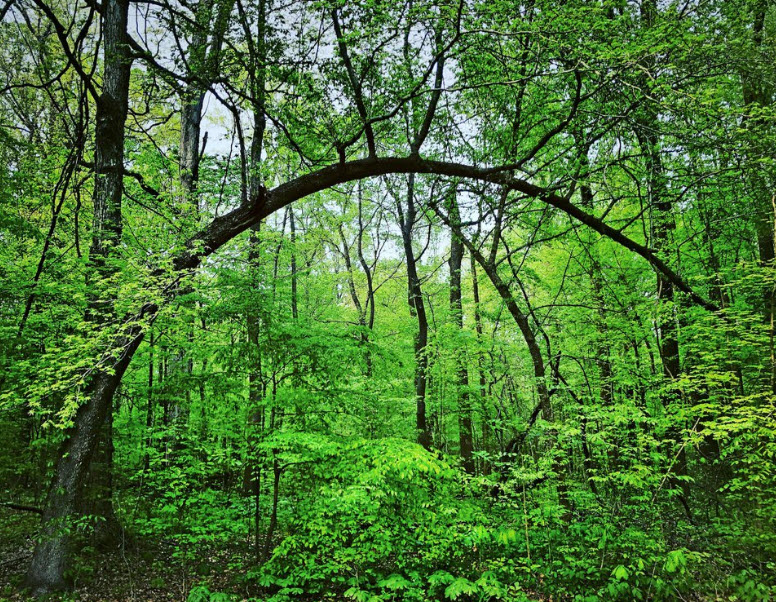 Old Forest State Natural Area, United States